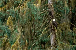Alaska Wildlife Prints: Bald Eagle