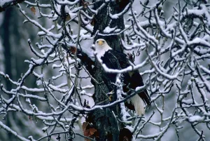 Snowy Tree Branches Prints: Bald eagle sitting in a bare tree