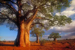 African Baobab Trees Prints: Baobab trees