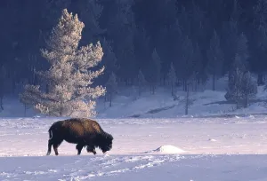 National Park Animals Prints: Bison bison