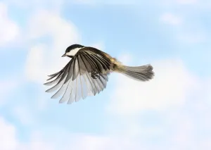 Black Capped Chickadee Prints: Black-Capped Chickadee in Flight