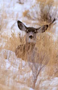 Yellowstone Wildlife Images Prints: Blacktail or Mule Deer