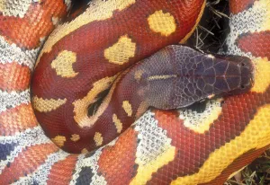 Constrictor Snakes Prints: Blood python