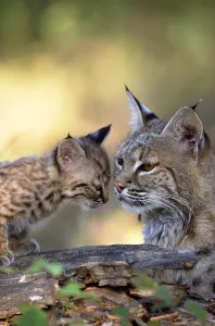 Bobcat with kitten Print