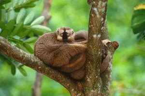 Endangered Primates Prints: Brown lemur