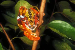 Chameleon Camouflage Prints: Chameleon