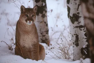 Framed Print : Cougar Print (Puma concolor) - Montana