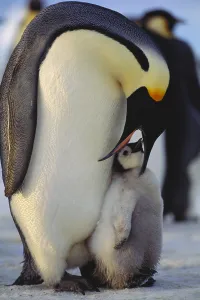 Flightless Bird Prints: Emperor Penguin