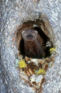 North American Animals Prints: Fisher