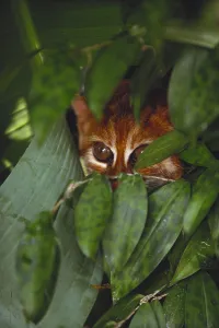 Borneo Wildlife Prints: Flat Headed Cat