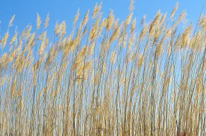 Bosque Del Apache Refuge Prints: Grasses