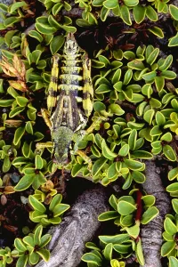 Insect Defense Mechanisms Prints: Grasshopper