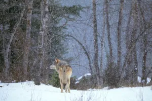 Gray Wolf Images Prints: Gray Wolf