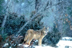 American Wildlife Prints: Gray Wolf at kill
