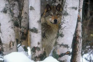 Winter Wildlife Prints: Grey wolf