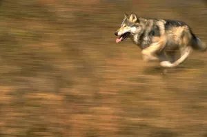 Grey wolf running Print, ScienceSource