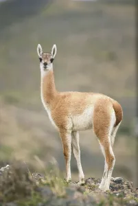 Outdoor Animal Photos Prints: Guanaco