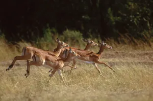 Aepyceros Melampus Species Prints: Impala
