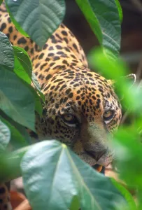 Big Cat Predators Prints: Jaguar