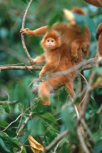 Indonesian Primates Prints: Javan langur