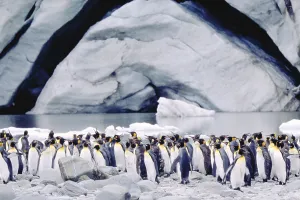 King Penguin Colony Prints: King Penguins