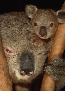 Koala with Young Koala Print