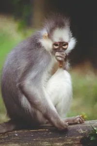 Tree Dwelling Animals Prints: Leaf Monkey