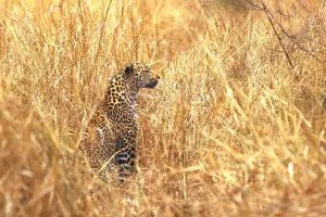 Panthera Pardus Images Prints: Leopard