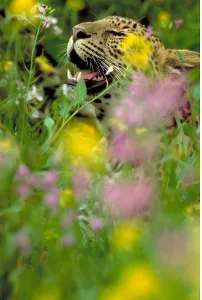 Panthera Pardus Images Prints: Leopard