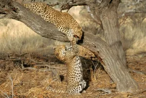 Panthera Pardus Species Prints: Leopard (Panthera pardus)