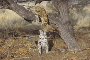 Panthera Pardus Images Prints: Two leopards