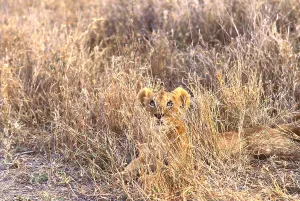 Panthera Leo Images Prints: Lioness