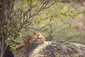 Lion Wildlife Photography Prints: Two lions
