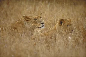 Big Cat Behavior Prints: Two lions