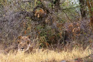 Panthera Leo Images Prints: Two lions
