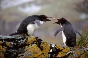 Macaroni Penguins Prints: Macaroni Penguins Arguing