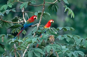Amazon Rainforest Wildlife Prints: Two Macaws