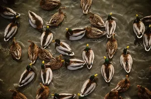American Waterfowl Images Prints: Mallard Ducks