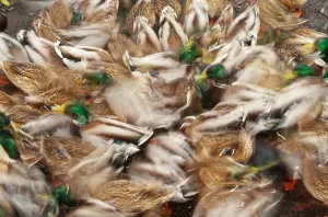 Mallard Ducks Prints: Mallard Ducks