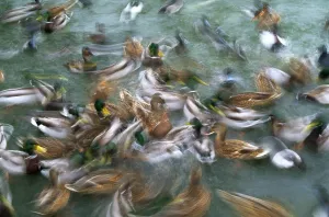 Wildlife Waterfowl Images Prints: Mallards