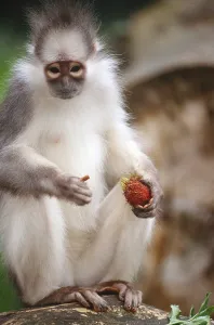 Primate Animals Prints: Mitered Leaf Monkey