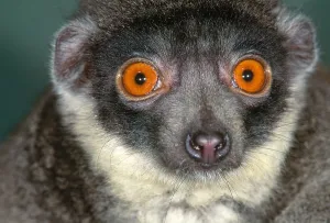 Mongoose Lemur Print (Eulemur mongoz) from Madagascar