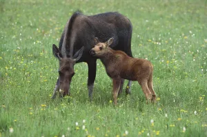 Yellowstone National Park Animals Prints: Moose with calf