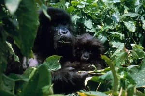 Mountain Gorilla Conservation Prints: Mountain Gorillas