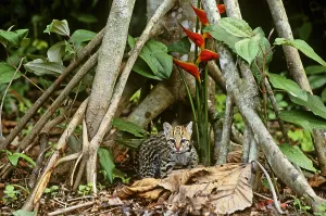 Endangered Cat Species Prints: Ocelot (Leopardus pardalis)
