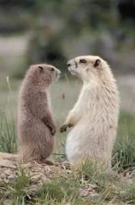 Olympic Marmot Prints: Olympic Marmots