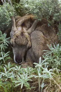 Mammals In Nature Prints: Pronghorn resting