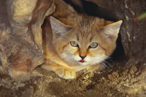 Print of a Sand Cat (Felis margarita) in desert habitat