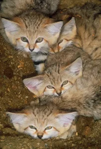 Sand cat Print: Felis margarita Image