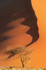 Sand Dune Scenery Prints: Sand dunes, Namibia
